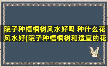 院子种梧桐树风水好吗 种什么花风水好(院子种梧桐树和适宜的花卉搭配，打造完美的风水大好地)